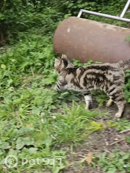 Chat perdu trouvé à Mittois - photo