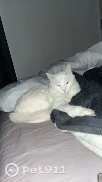 Avis de recherche: Chatte angora - photo