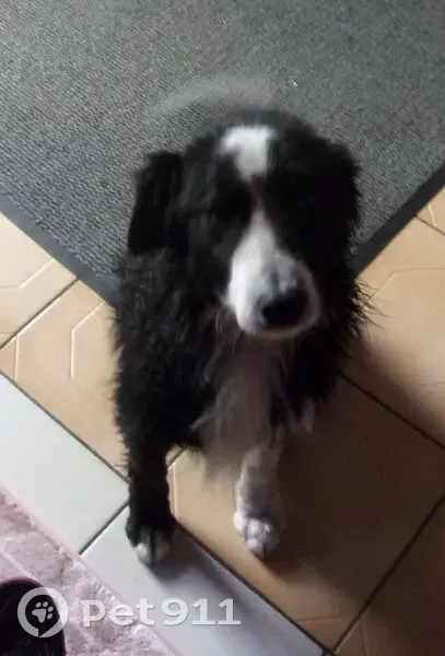 Chien border collie trouvé à Meyssiez - photo
