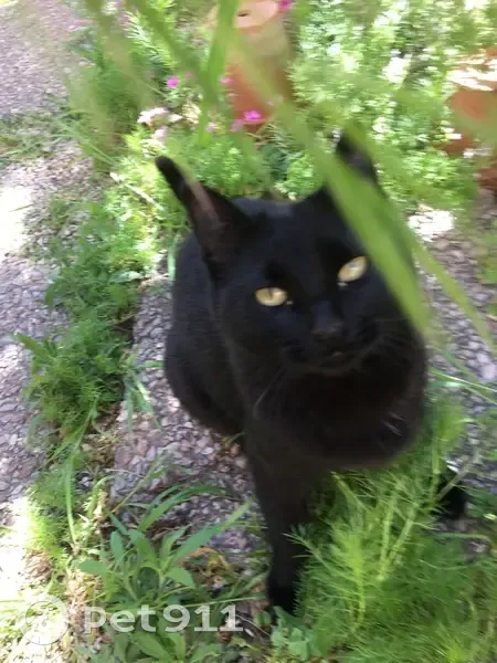 Chaton noir perdu à Toulon - photo
