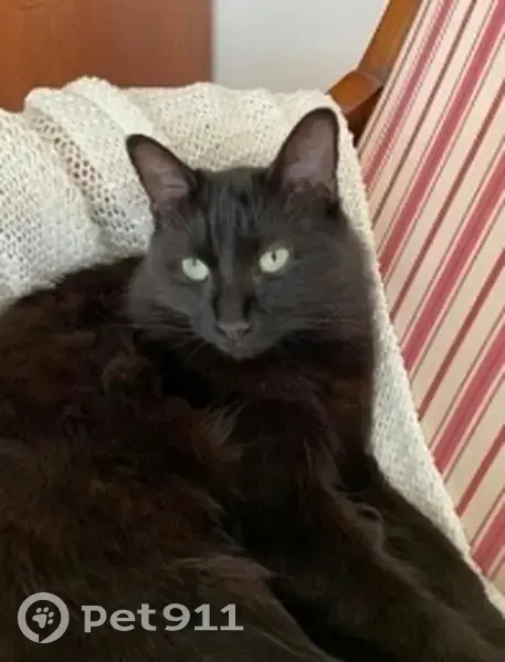 Chatte noire perdue à Toulouse - photo