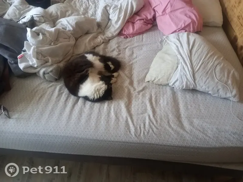 Chatte bicolore perdue à Villars - photo