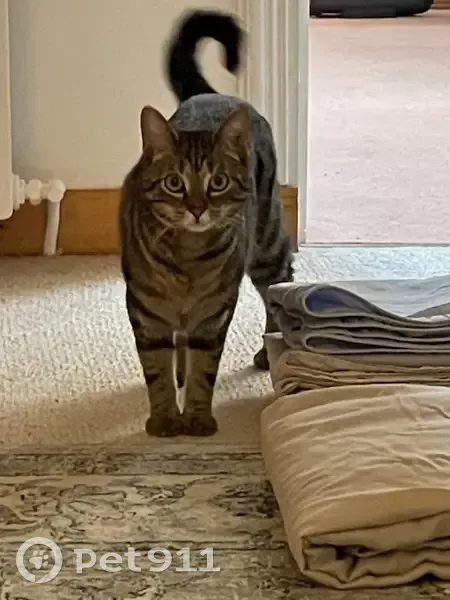 Chatte perdue à Normanville - photo