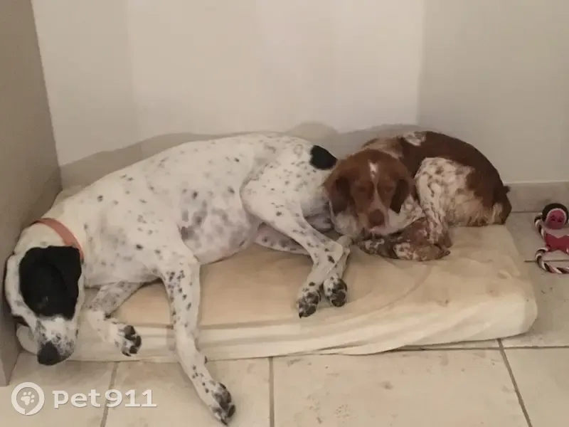 Chiens perdus: Clovis & Louna - photo