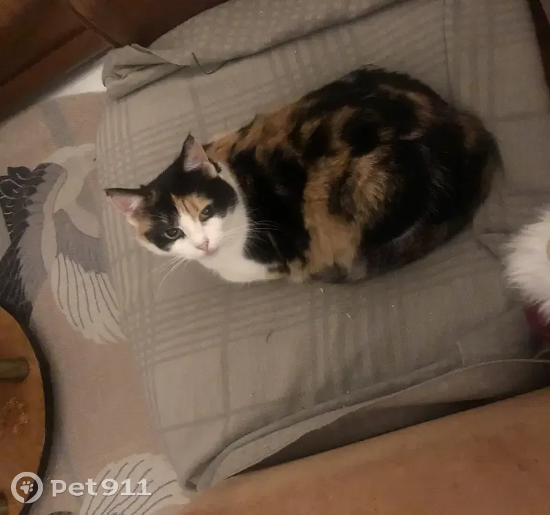 Chatte écaille perdue à Caen - photo