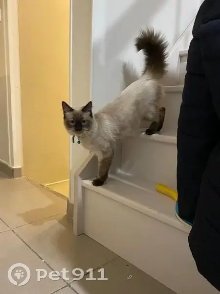 Chat au collier bleu trouvé à Antony - photo