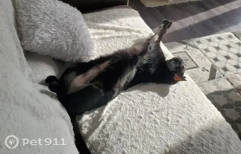 Chat sans poils ventre perdu - photo