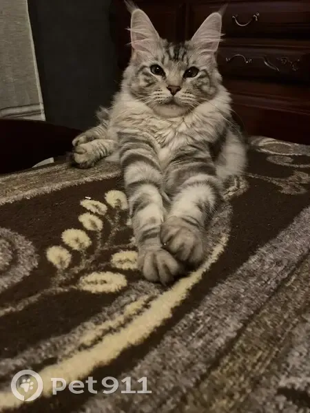 Chatte grise/blanche perdue à Ligny - photo