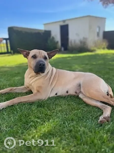 Aya, chienne perdue à Guignen - photo