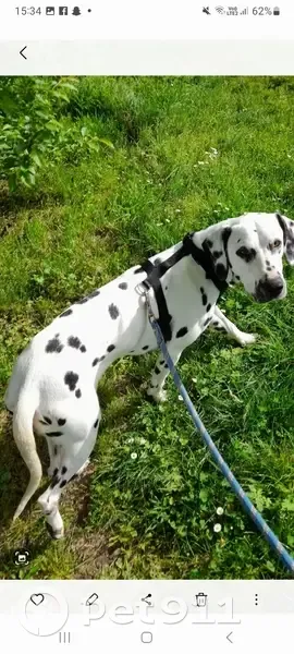 Chien perdu à Villeneuve-Tolosane - photo