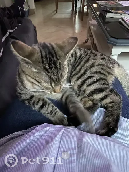 Chaton tigré perdu à Ploulec'h - photo