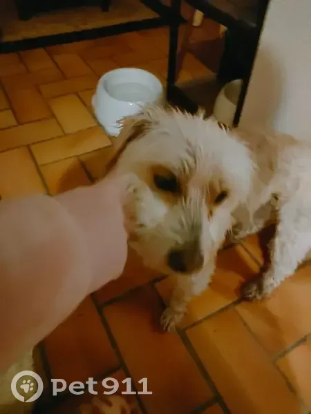 Chien perdu retrouvé à Lullin - photo