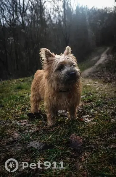 Chien Cairn Terrier Perdu à Villers - photo
