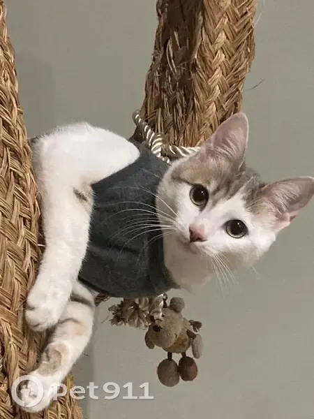 Chat tigré blanc/gris perdu à Sommières - photo
