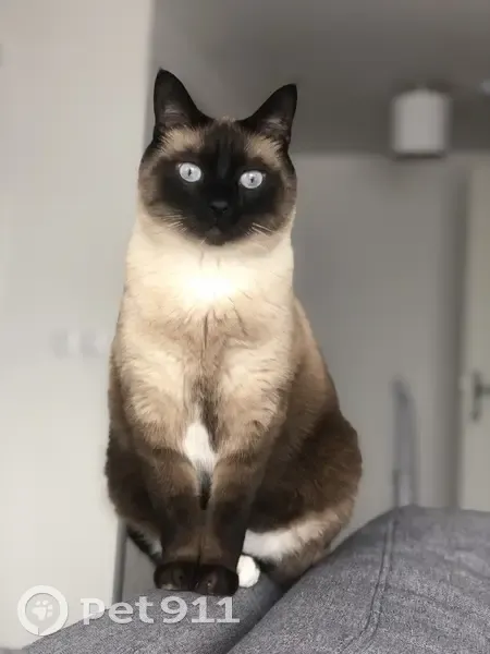 Chat Siamois Castré Perdu - Paris - photo