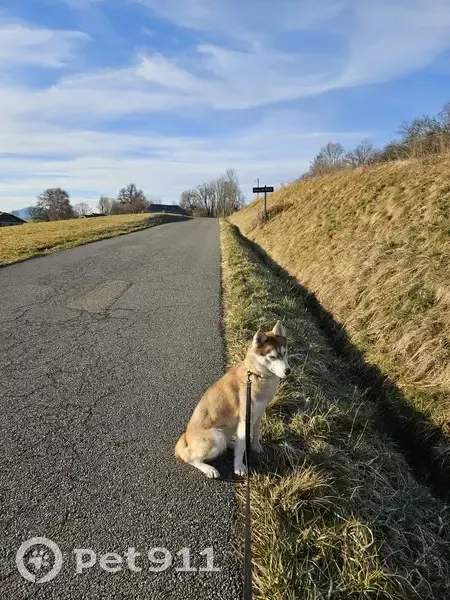 Husky crème perdu à Allonzier - photo