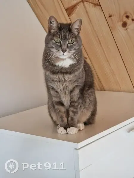 Chat gris perdu, pattes blanches - photo
