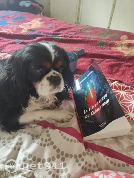 Chien Perdu: Shanti, Fouesnant - photo