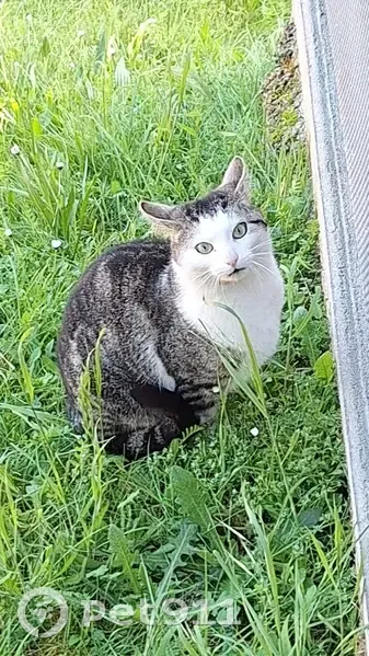 Chat blessé trouvé à Orléans - photo