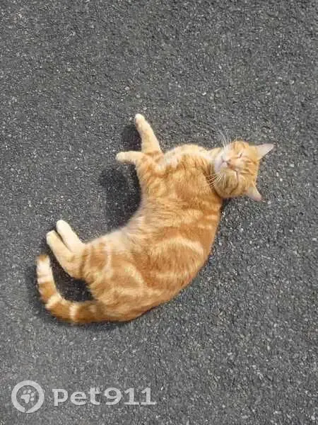 Chat Roux Perdu à Méasnes, 22 - photo