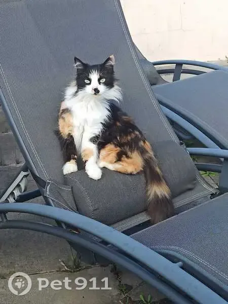 Chatte Isabelle Perdue à Termes - photo