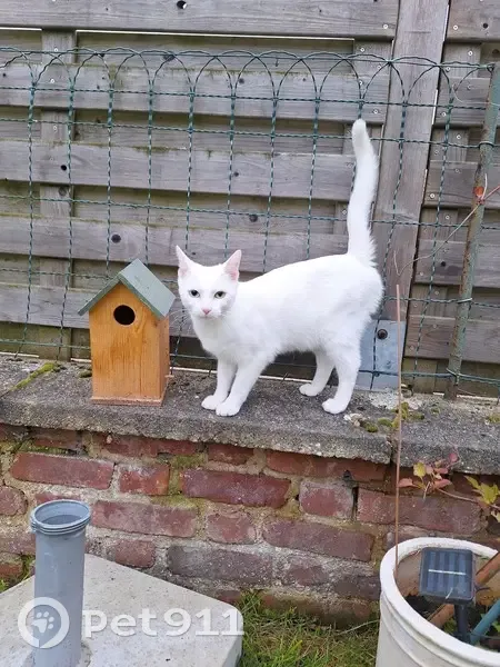 Chat blanc perdu, yeux vairons - photo