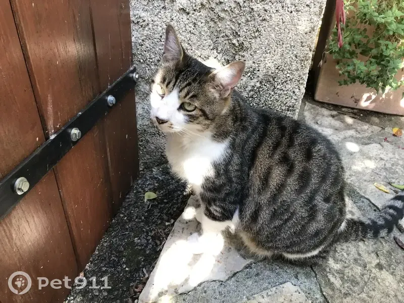 Chatte tigrée perdue, 15 ans, 92 - photo