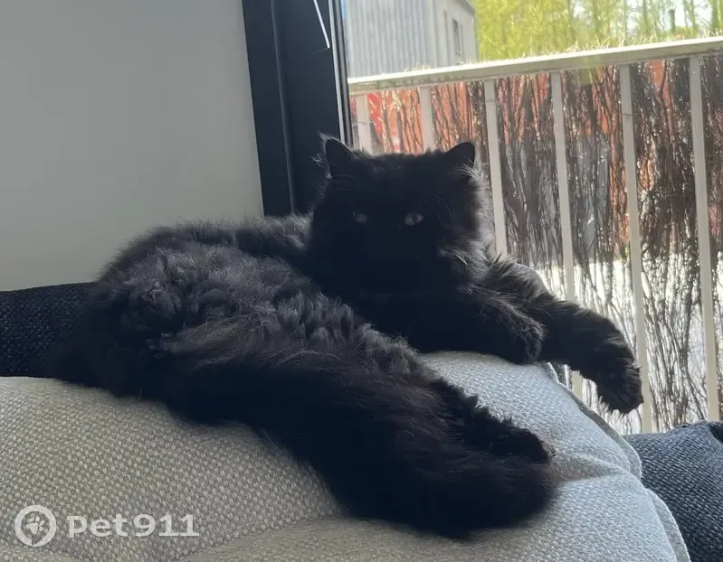 Chat Guizmo perdu à Bersée - photo