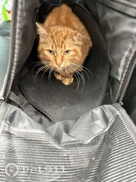 Chat trouvé à St-Gérard, Wattrelos - photo