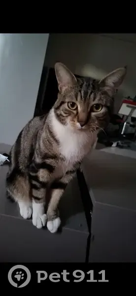 Chat Fou perdu à Saint-Étienne - photo