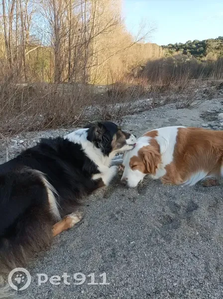 Triple Disparition Canine à Laroque - photo