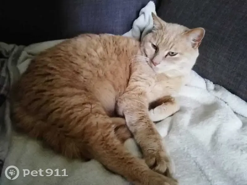 Chat sable perdu - Mouettes #9 - photo