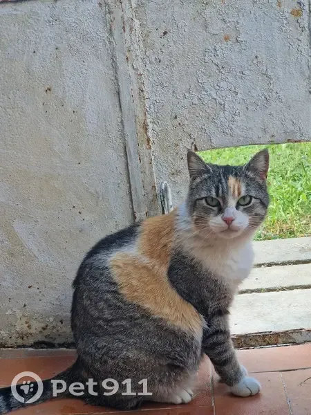 Chat perdu retrouvé à Nîmes - photo