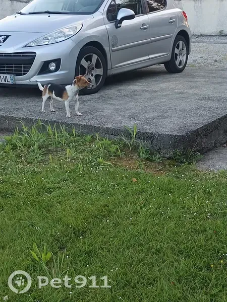 Chien suiveur près d'un centre équestre - photo