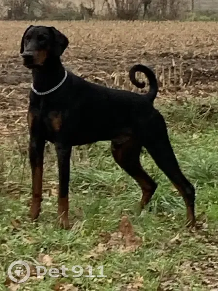 Dobermann perdu à St-Martin - photo