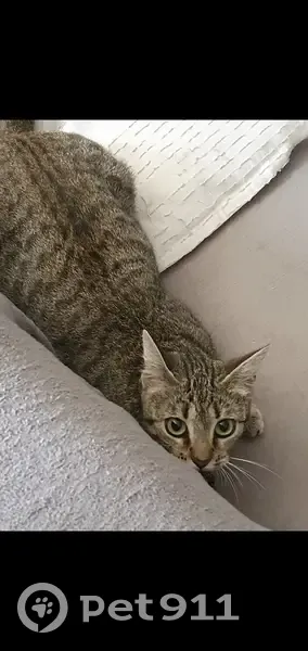 Chat disparu Fille (fl503183) - photo