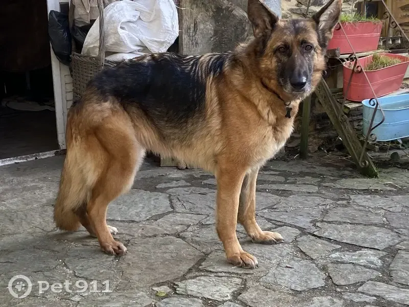 Opale, Berger Allemand perdu - photo