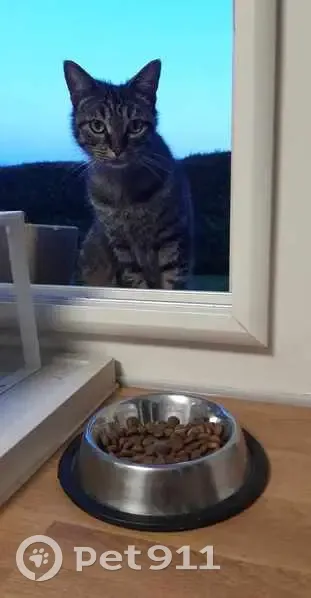 Chat affamé trouvé à Ferrières - photo