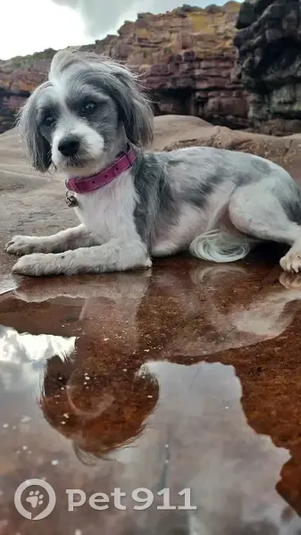 Alerte: Bichon Maltais perdu - photo