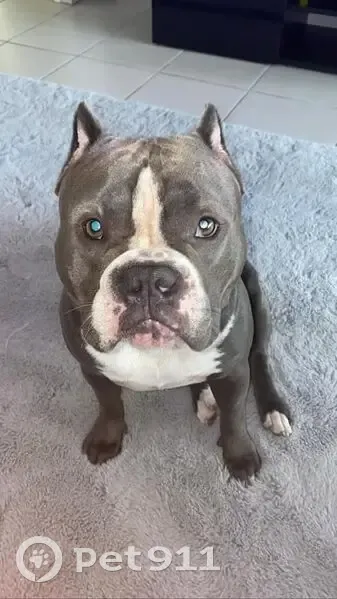 Chien Bully gris perdu - Saint-Paul - photo