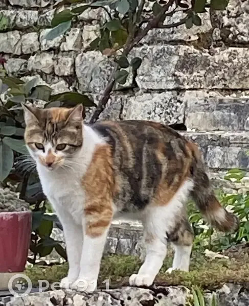 Chatte tricolore Branty perdue - photo