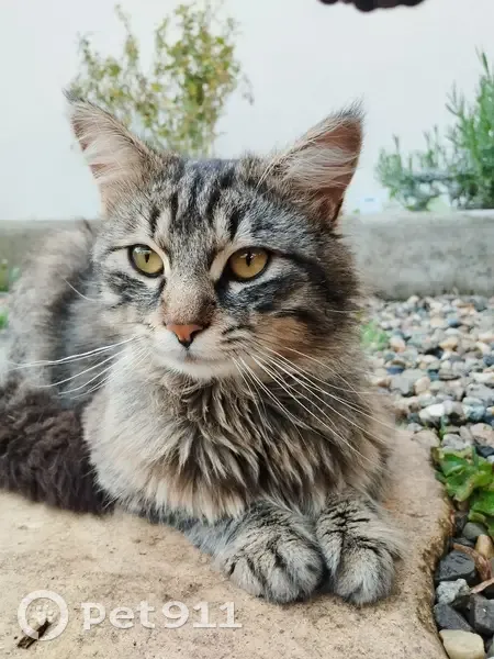 Chat gris perdu à Gières - photo