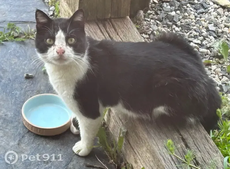 Chat noir et blanc trouvé à D7 - photo