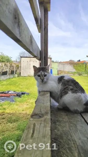 Alerte: Chat Pablo perdu à Harnes - photo