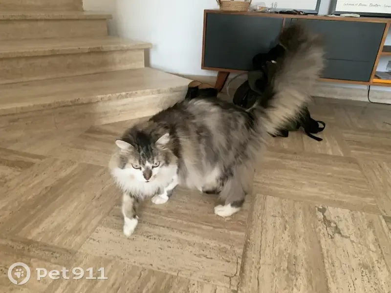 Chat Fanfan disparu à Hyères - photo