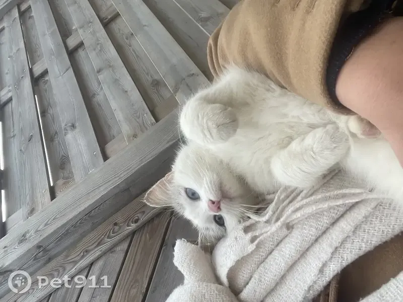 Chaton blanc câlin trouvé à Vouvant - photo