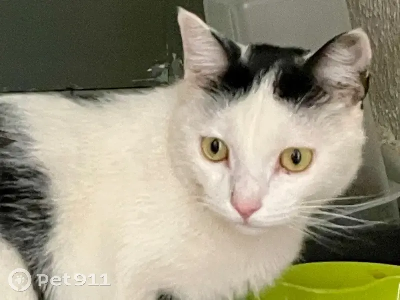 Chat blanc tacheté trouvé à Valence - photo