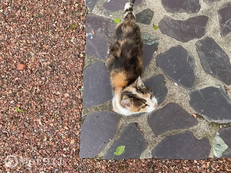 Chatte douce trouvée à Acy-Romance - photo
