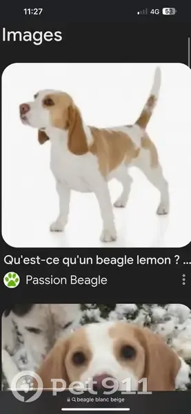 Beagle perdu près de Moisselles - photo