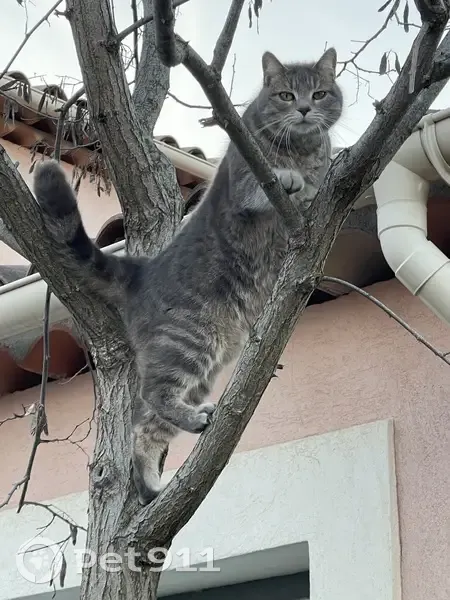 Chatte tigrée perdue à Fréjus - photo